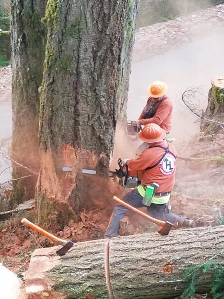 Photo by: Mark Miller, Hadaller Logging, member since 2004 Pictured: Cutters prepping tree